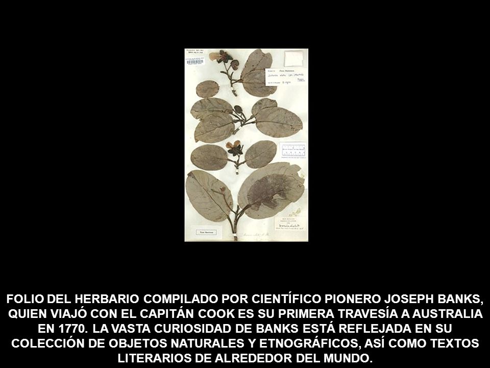 FOLIO DEL HERBARIO COMPILADO POR CIENTÍFICO PIONERO JOSEPH BANKS, QUIEN VIAJÓ CON EL CAPITÁN COOK ES SU PRIMERA TRAVESÍA A AUSTRALIA EN 1770.