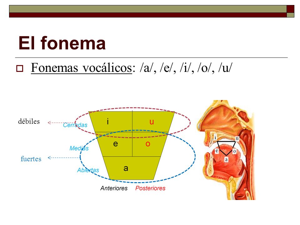 El fonema Fonemas vocálicos: /a/, /e/, /i/, /o/, /u/ débiles fuertes