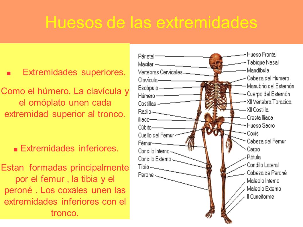 Huesos de las extremidades