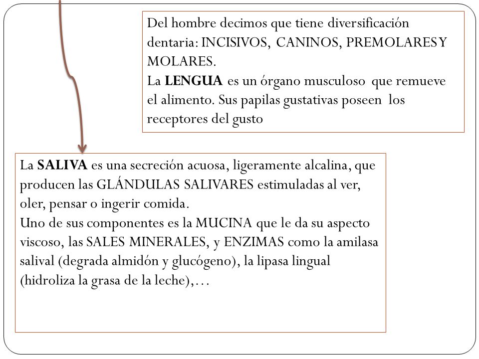 Del hombre decimos que tiene diversificación dentaria: INCISIVOS, CANINOS, PREMOLARES Y MOLARES.