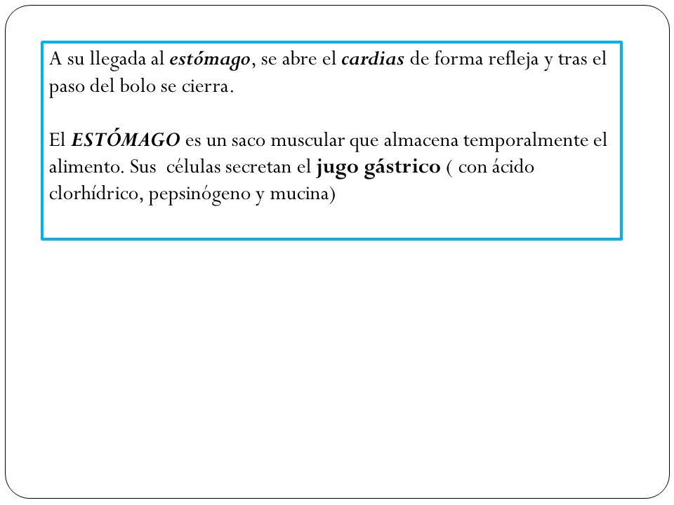 A su llegada al estómago, se abre el cardias de forma refleja y tras el paso del bolo se cierra.