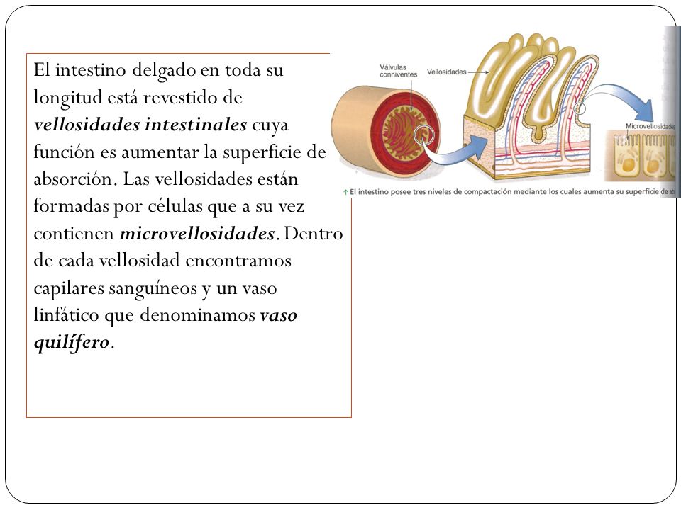 El intestino delgado en toda su longitud está revestido de vellosidades intestinales cuya función es aumentar la superficie de absorción.