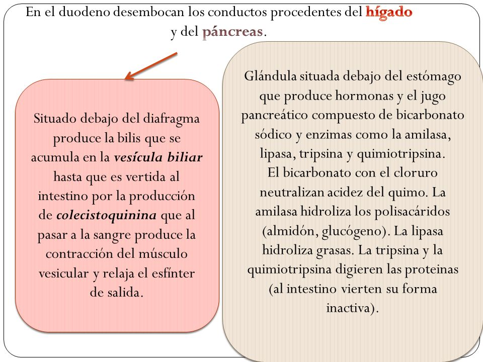 En el duodeno desembocan los conductos procedentes del hígado y del páncreas.
