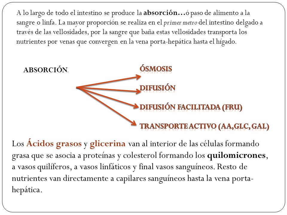A lo largo de todo el intestino se produce la absorción…ó paso de alimento a la sangre o linfa. La mayor proporción se realiza en el primer metro del intestino delgado a través de las vellosidades, por la sangre que baña estas vellosidades transporta los nutrientes por venas que convergen en la vena porta-hepática hasta el hígado.