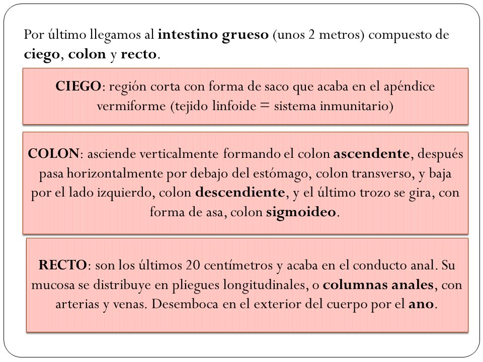 Por último llegamos al intestino grueso (unos 2 metros) compuesto de ciego, colon y recto.