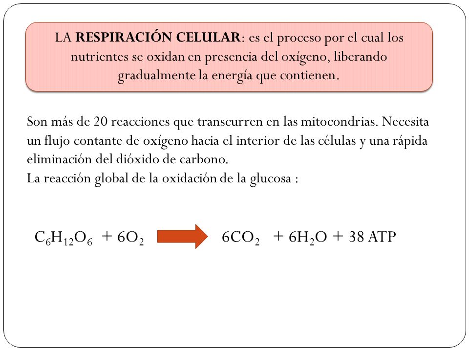 LA RESPIRACIÓN CELULAR: es el proceso por el cual los nutrientes se oxidan en presencia del oxígeno, liberando gradualmente la energía que contienen.
