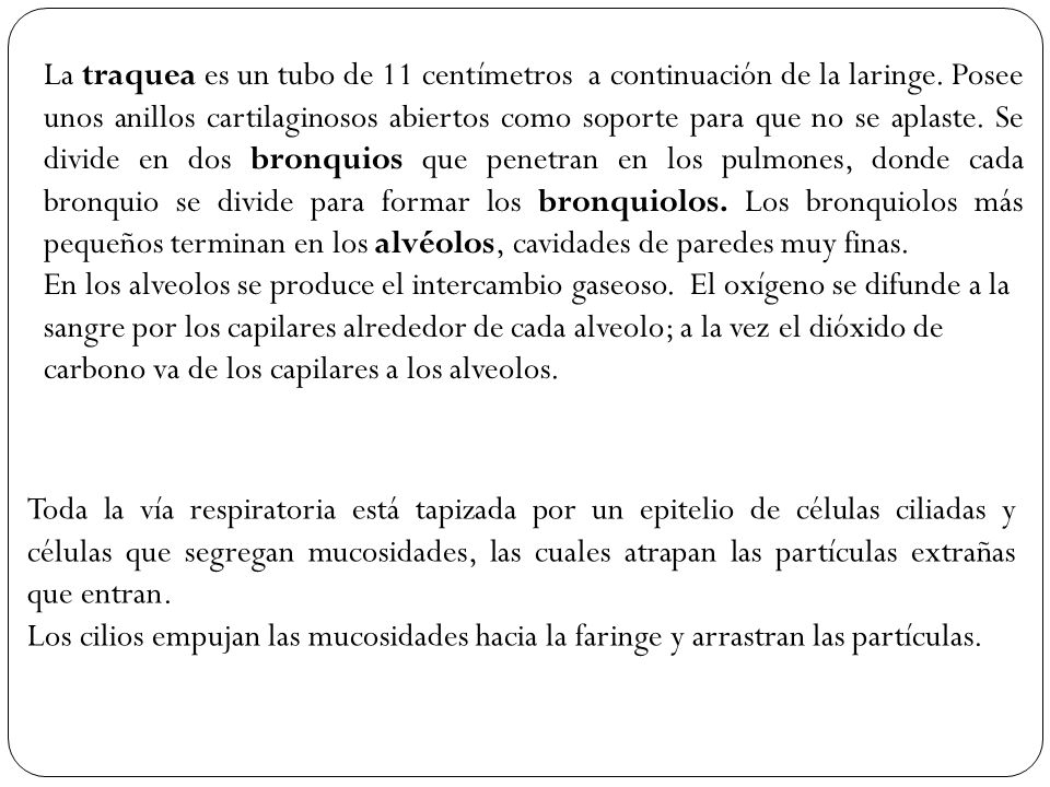 La traquea es un tubo de 11 centímetros a continuación de la laringe