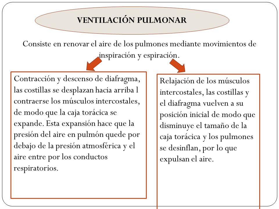 VENTILACIÓN PULMONAR Consiste en renovar el aire de los pulmones mediante movimientos de inspiración y espiración.