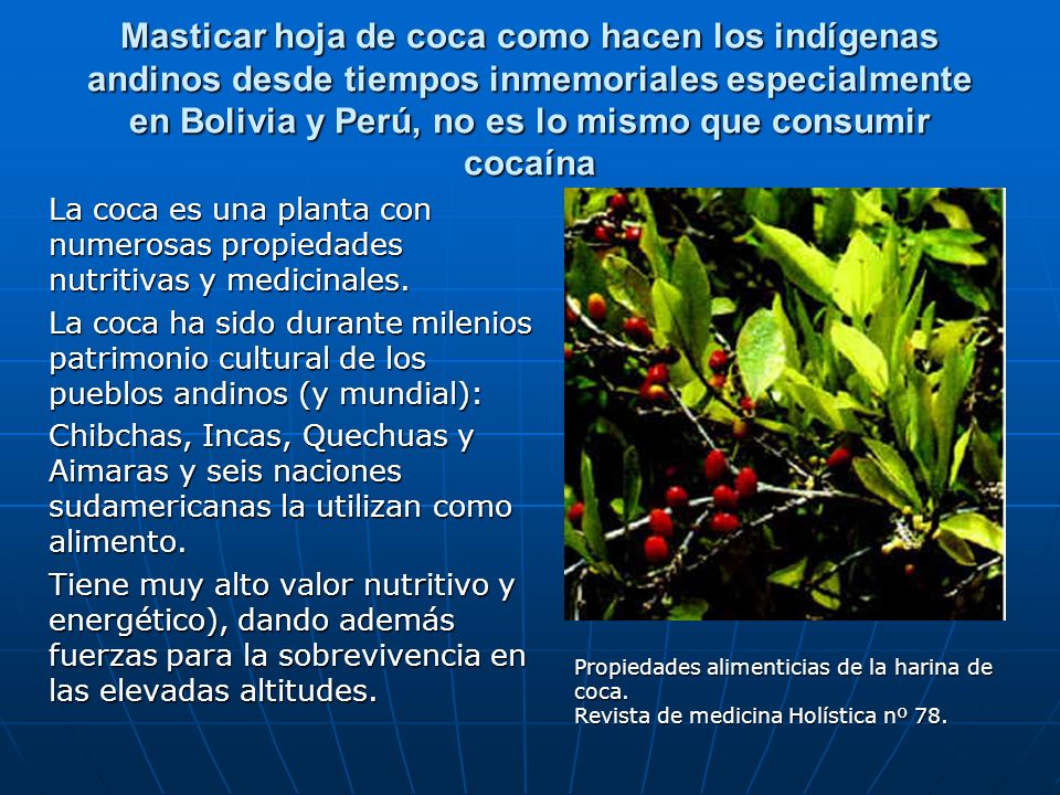 Masticar hoja de coca como hacen los indígenas andinos desde tiempos inmemoriales especialmente en Bolivia y Perú, no es lo mismo que consumir cocaína