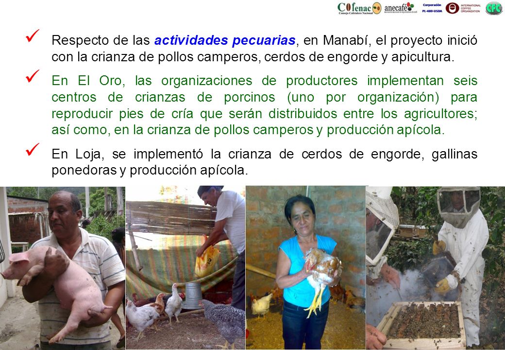 Respecto de las actividades pecuarias, en Manabí, el proyecto inició con la crianza de pollos camperos, cerdos de engorde y apicultura.