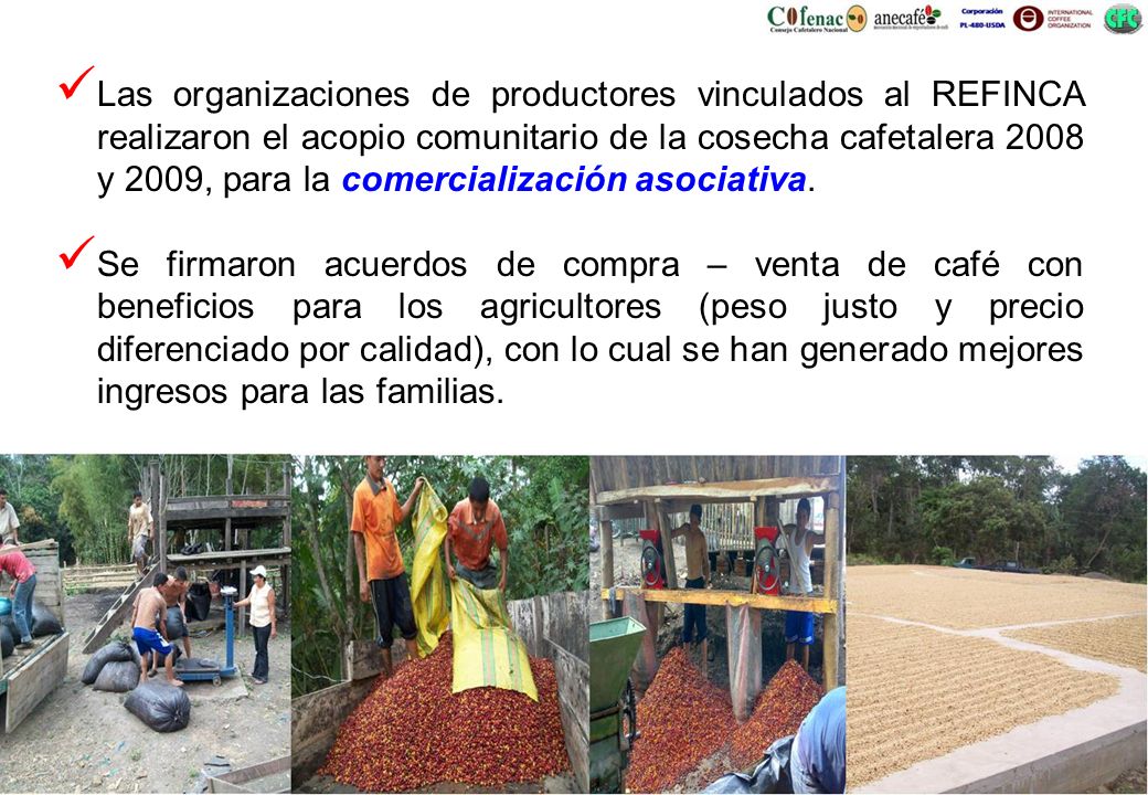 Las organizaciones de productores vinculados al REFINCA realizaron el acopio comunitario de la cosecha cafetalera 2008 y 2009, para la comercialización asociativa.