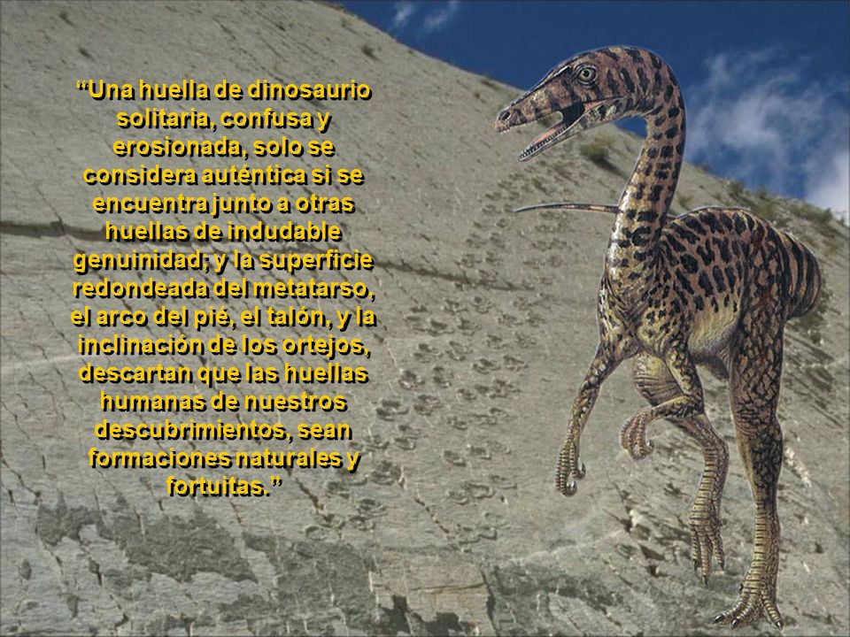 Una huella de dinosaurio solitaria, confusa y erosionada, solo se considera auténtica si se encuentra junto a otras huellas de indudable genuinidad; y la superficie redondeada del metatarso, el arco del pié, el talón, y la inclinación de los ortejos, descartan que las huellas humanas de nuestros descubrimientos, sean formaciones naturales y fortuitas.