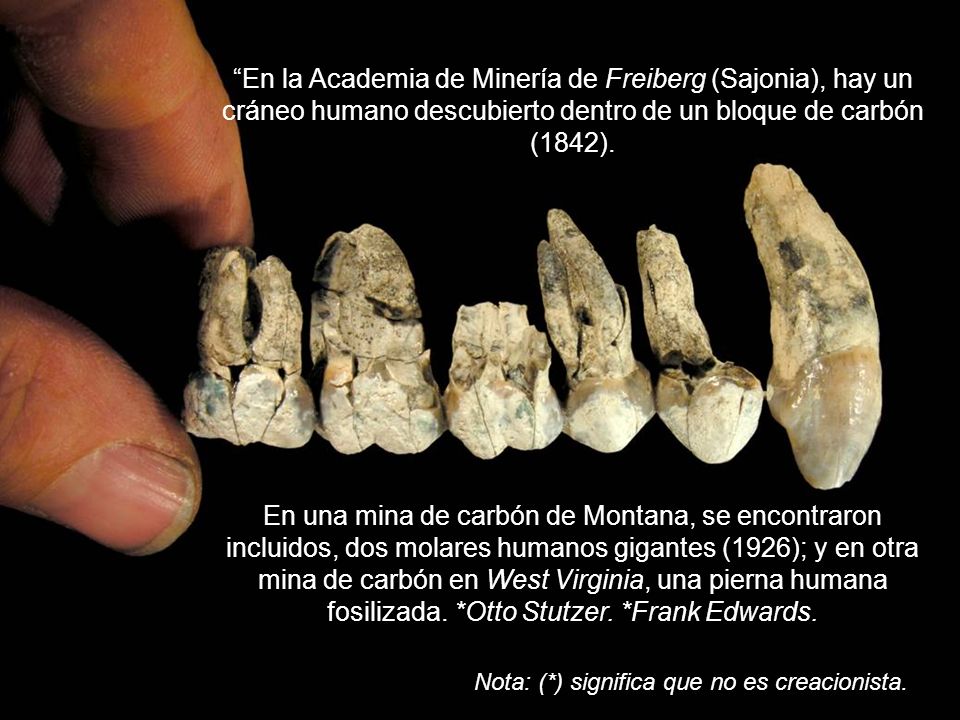 En la Academia de Minería de Freiberg (Sajonia), hay un cráneo humano descubierto dentro de un bloque de carbón (1842).