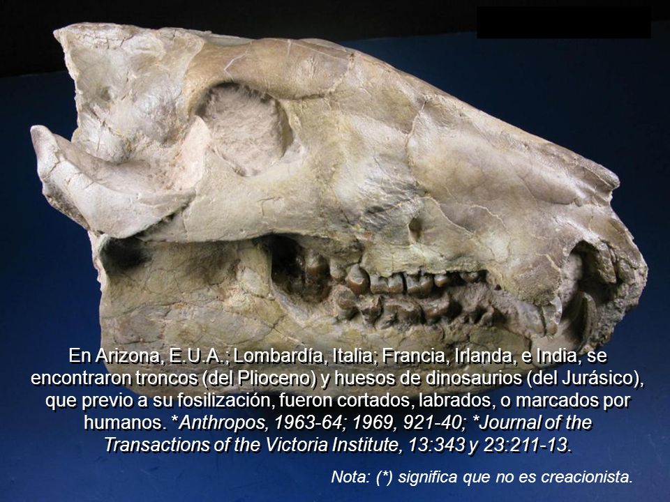 En Arizona, E.U.A.; Lombardía, Italia; Francia, Irlanda, e India, se encontraron troncos (del Plioceno) y huesos de dinosaurios (del Jurásico), que previo a su fosilización, fueron cortados, labrados, o marcados por humanos. *Anthropos, ; 1969, ; *Journal of the Transactions of the Victoria Institute, 13:343 y 23: