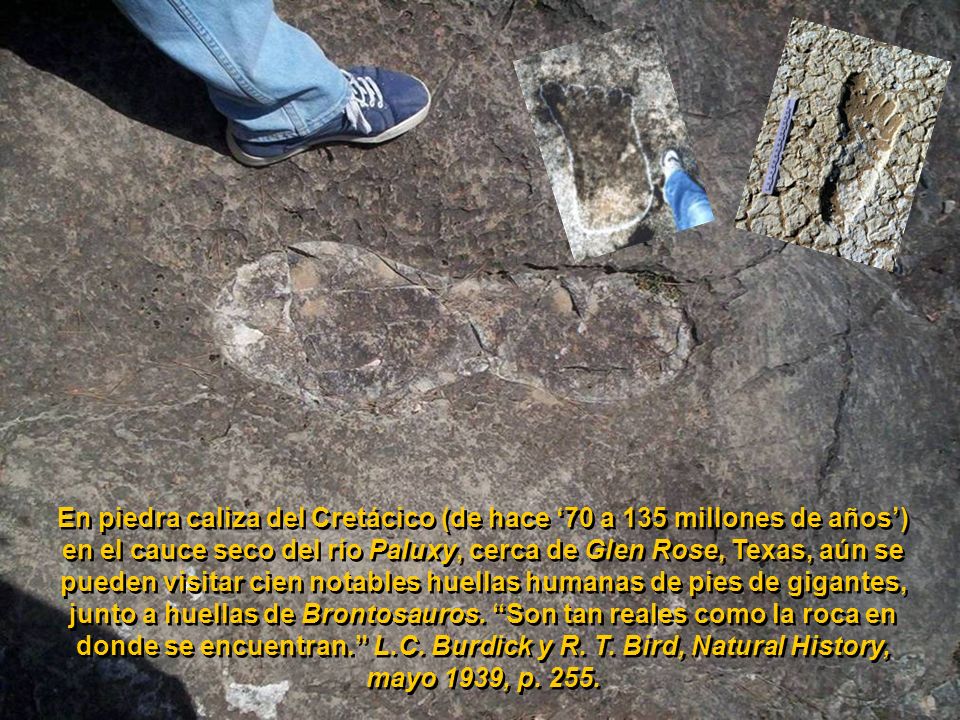 En piedra caliza del Cretácico (de hace ‘70 a 135 millones de años’) en el cauce seco del río Paluxy, cerca de Glen Rose, Texas, aún se pueden visitar cien notables huellas humanas de pies de gigantes, junto a huellas de Brontosauros.