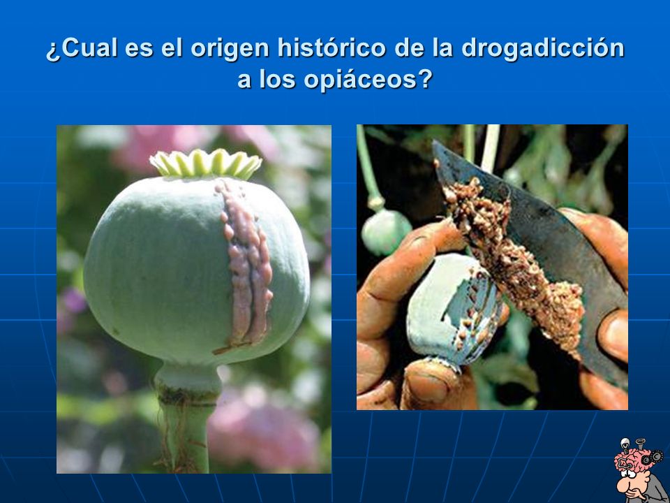 ¿Cual es el origen histórico de la drogadicción a los opiáceos