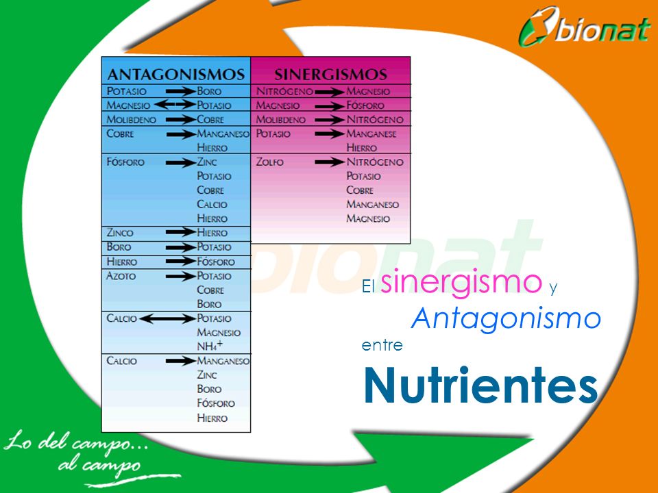 El sinergismo y Antagonismo entre Nutrientes