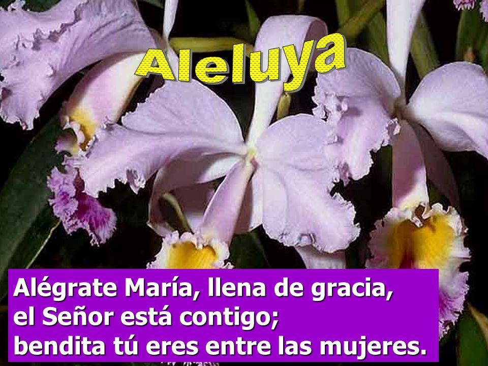 Aleluya Alégrate María, llena de gracia, el Señor está contigo; bendita tú eres entre las mujeres.