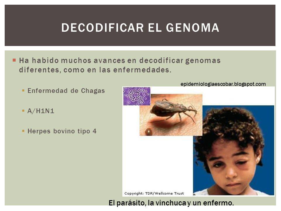 Decodificar el genoma Ha habido muchos avances en decodificar genomas diferentes, como en las enfermedades.
