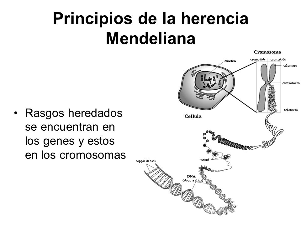 Principios de la herencia Mendeliana