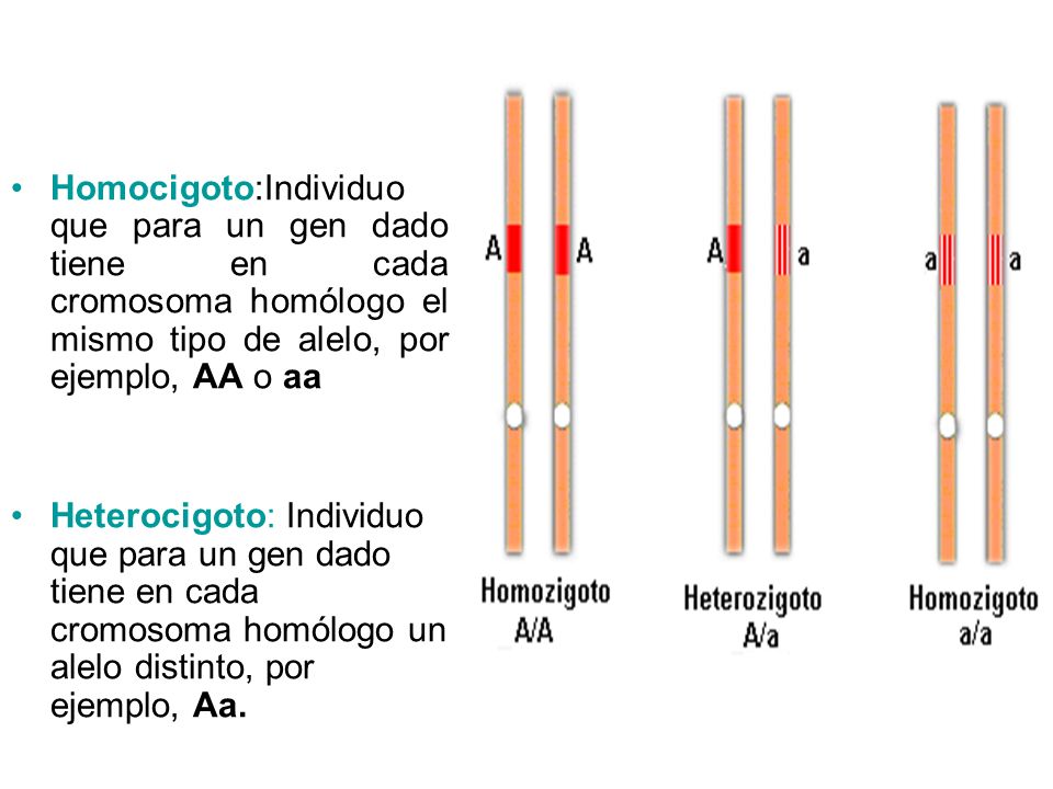 Homocigoto:Individuo que para un gen dado tiene en cada cromosoma homólogo el mismo tipo de alelo, por ejemplo, AA o aa