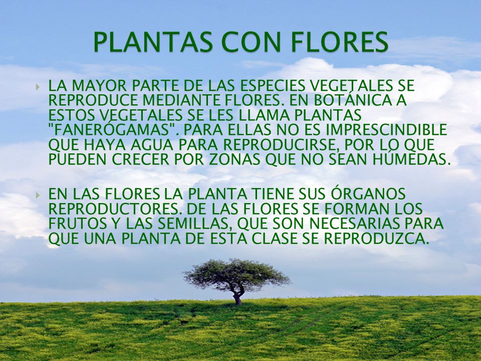 PLANTAS CON FLORES