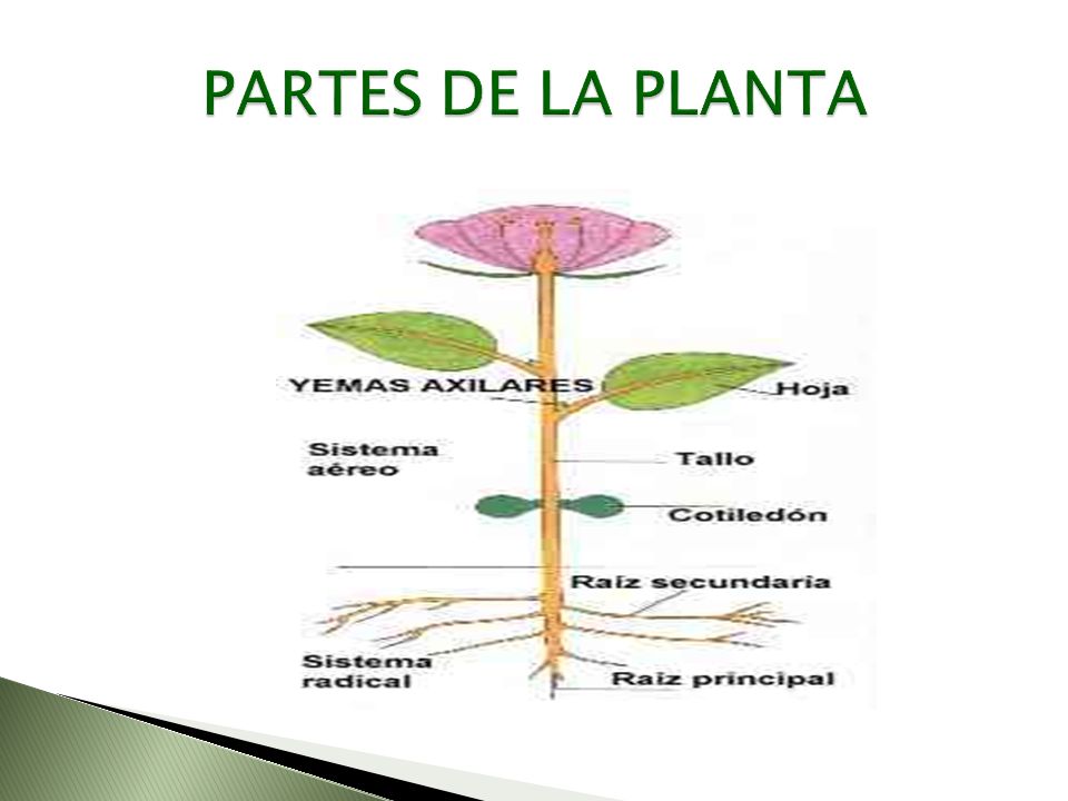 PARTES DE LA PLANTA