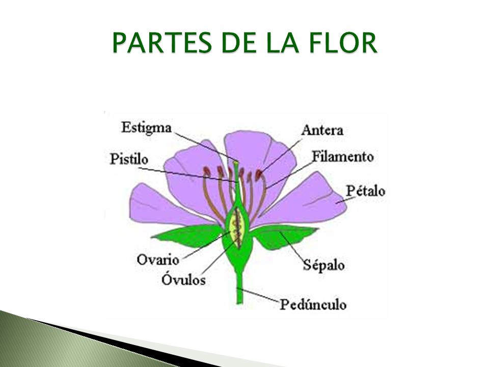 PARTES DE LA FLOR