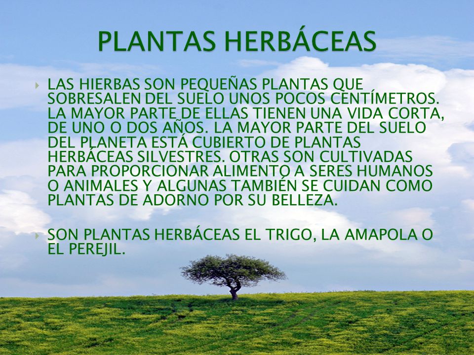 PLANTAS HERBÁCEAS