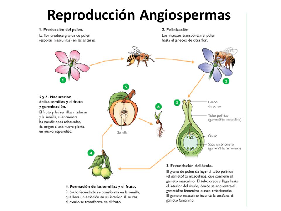 Reproducción Angiospermas