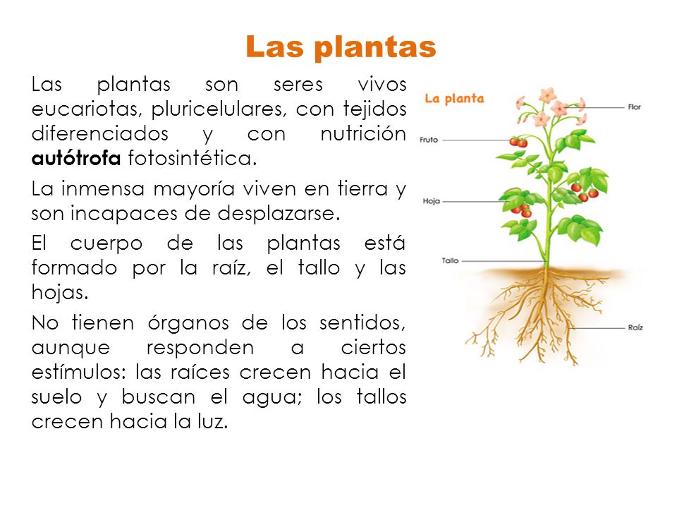 Las plantas Las plantas son seres vivos eucariotas, pluricelulares, con tejidos diferenciados y con nutrición autótrofa fotosintética.