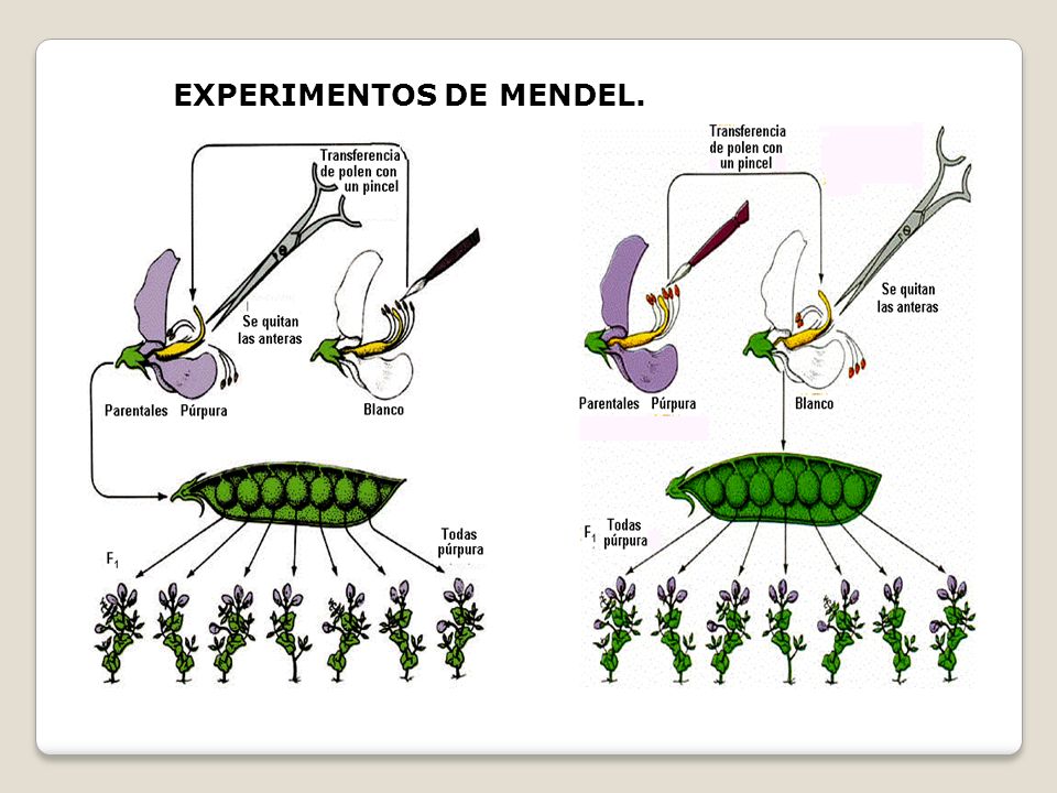 EXPERIMENTOS DE MENDEL.