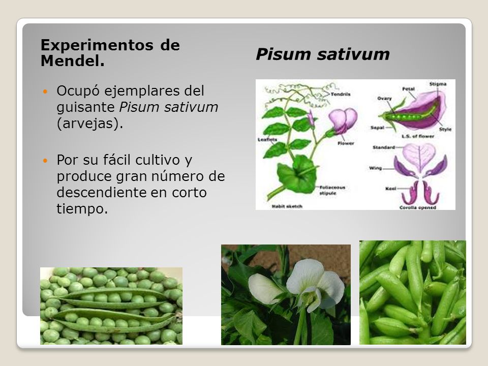 Pisum sativum Experimentos de Mendel.