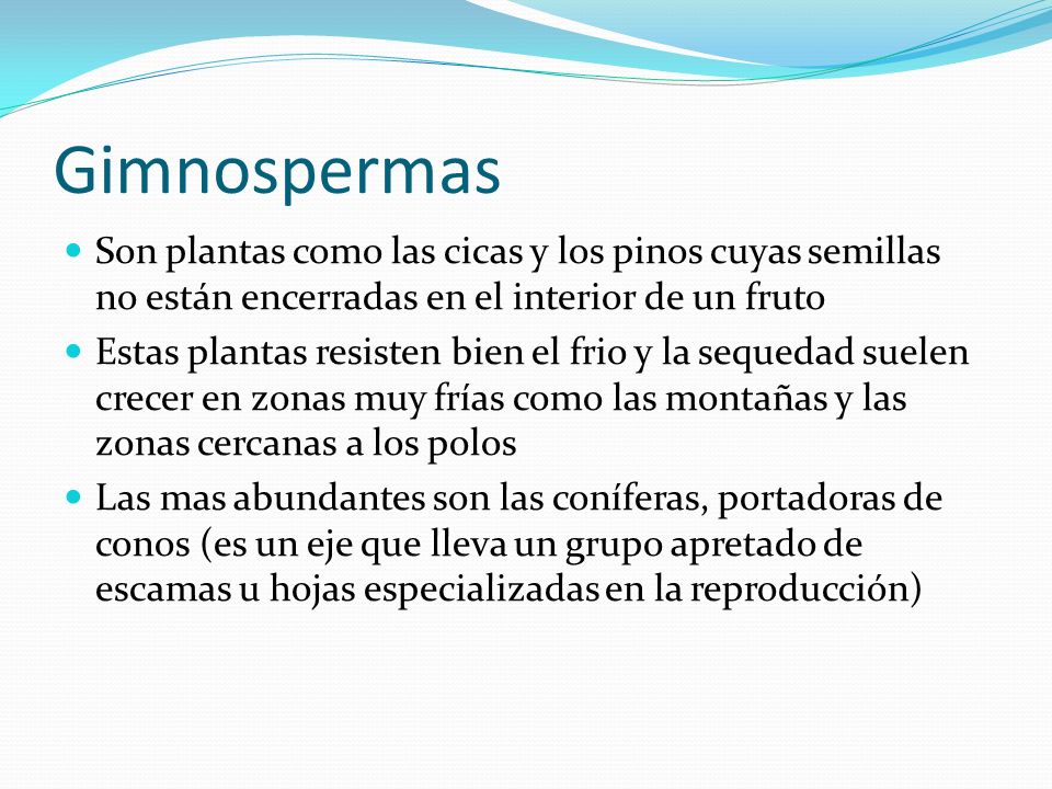 Gimnospermas Son plantas como las cicas y los pinos cuyas semillas no están encerradas en el interior de un fruto.