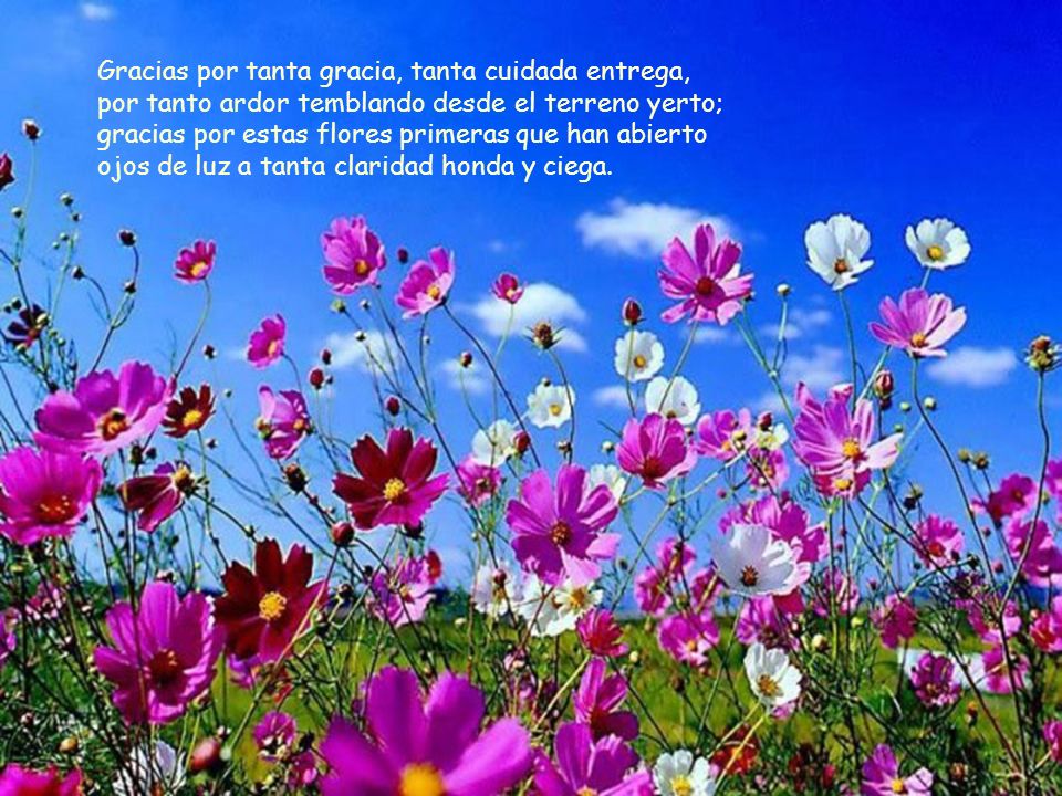 Gracias por tanta gracia, tanta cuidada entrega, por tanto ardor temblando desde el terreno yerto; gracias por estas flores primeras que han abierto ojos de luz a tanta claridad honda y ciega.
