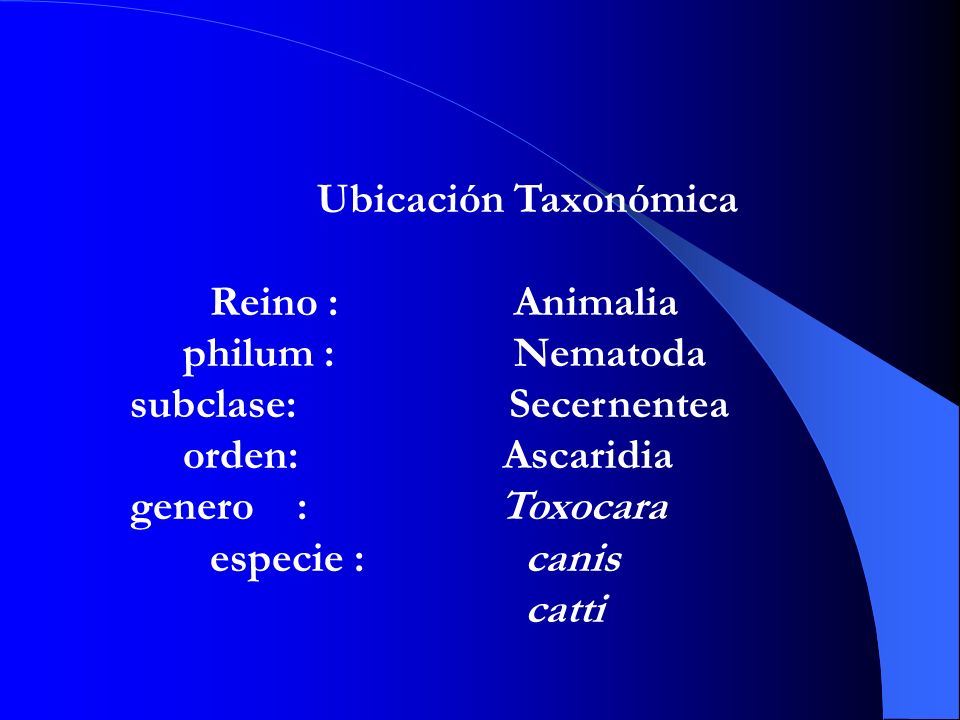 Ubicación Taxonómica Reino : Animalia.