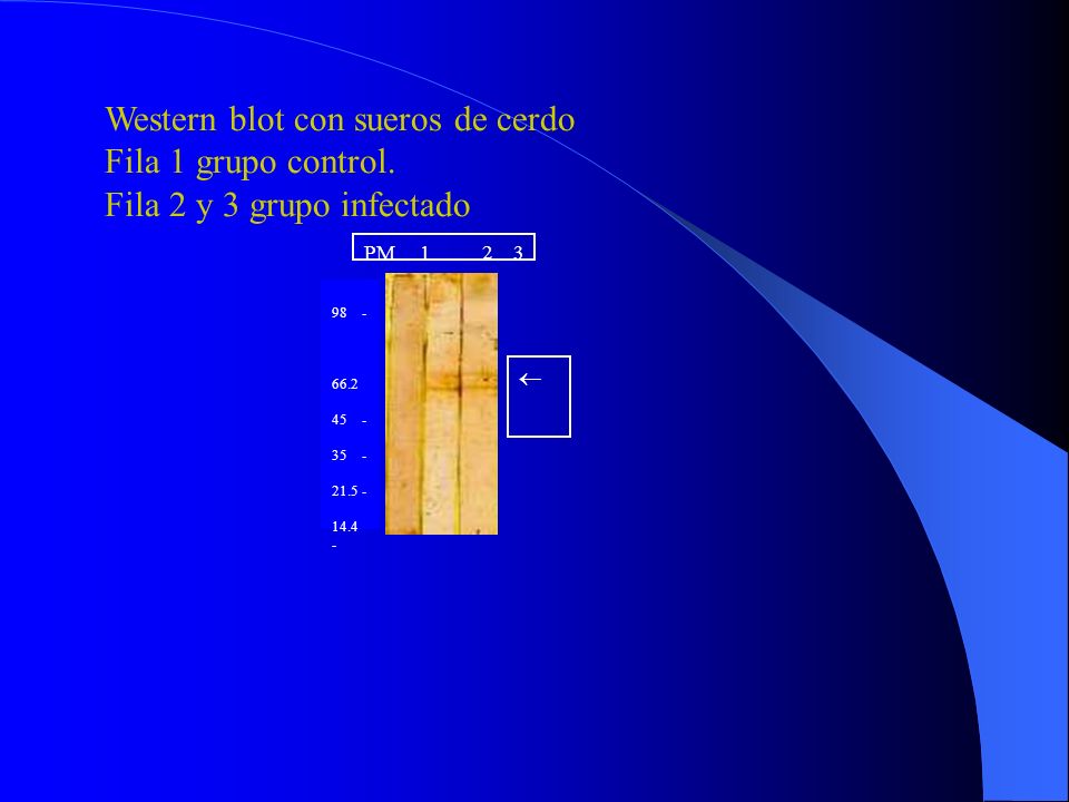Western blot con sueros de cerdo Fila 1 grupo control.
