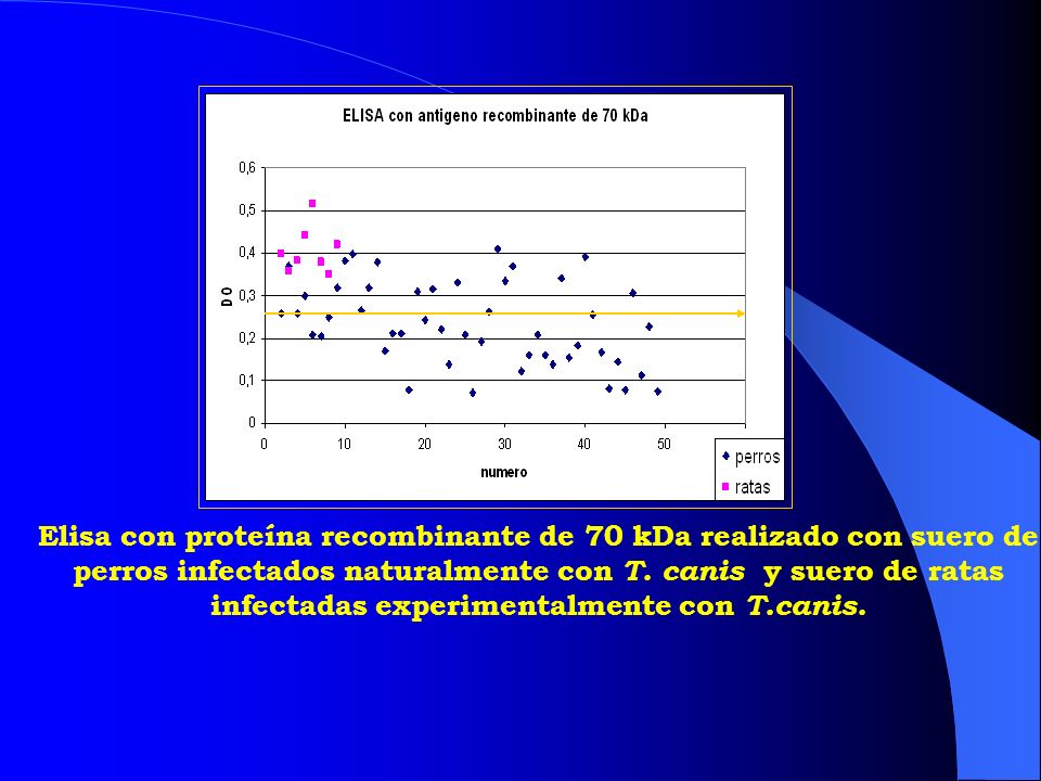 Elisa con proteína recombinante de 70 kDa realizado con suero de perros infectados naturalmente con T. canis y suero de ratas infectadas experimentalmente con T.canis.