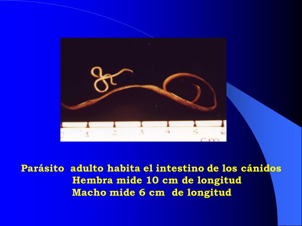 Hembra mide 10 cm de longitud Macho mide 6 cm de longitud