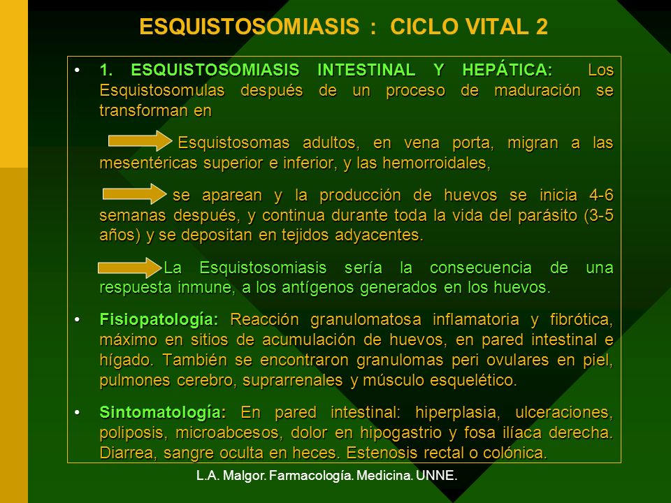 ESQUISTOSOMIASIS : CICLO VITAL 2