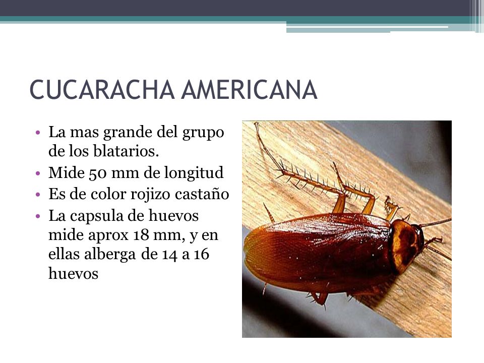 CUCARACHA AMERICANA La mas grande del grupo de los blatarios.