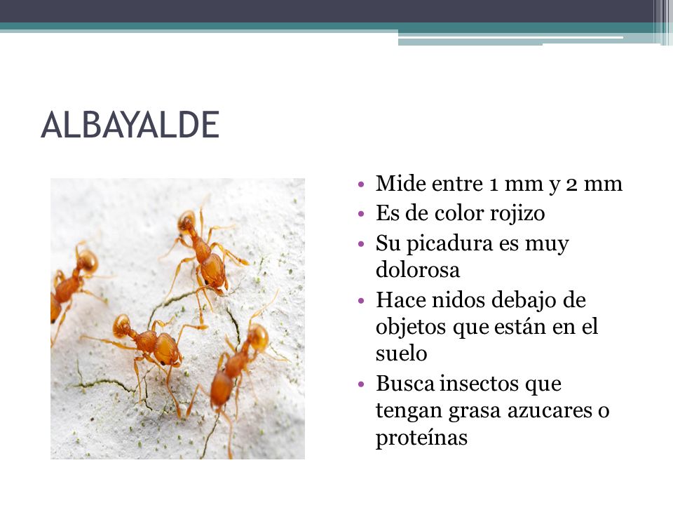 ALBAYALDE Mide entre 1 mm y 2 mm Es de color rojizo