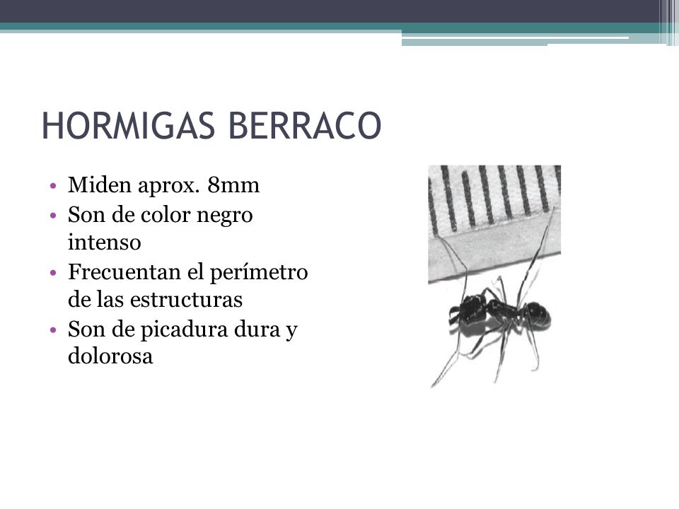 HORMIGAS BERRACO Miden aprox. 8mm Son de color negro intenso