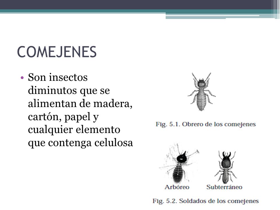 COMEJENES Son insectos diminutos que se alimentan de madera, cartón, papel y cualquier elemento que contenga celulosa.