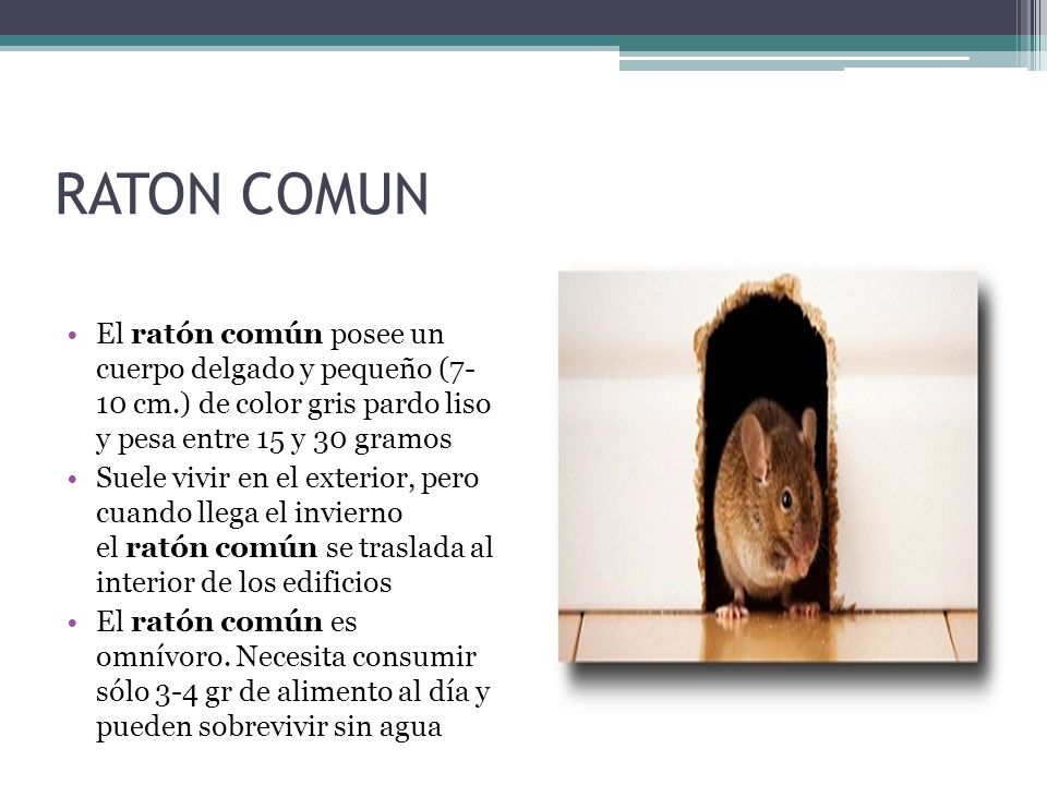 RATON COMUN El ratón común posee un cuerpo delgado y pequeño (7- 10 cm.) de color gris pardo liso y pesa entre 15 y 30 gramos.