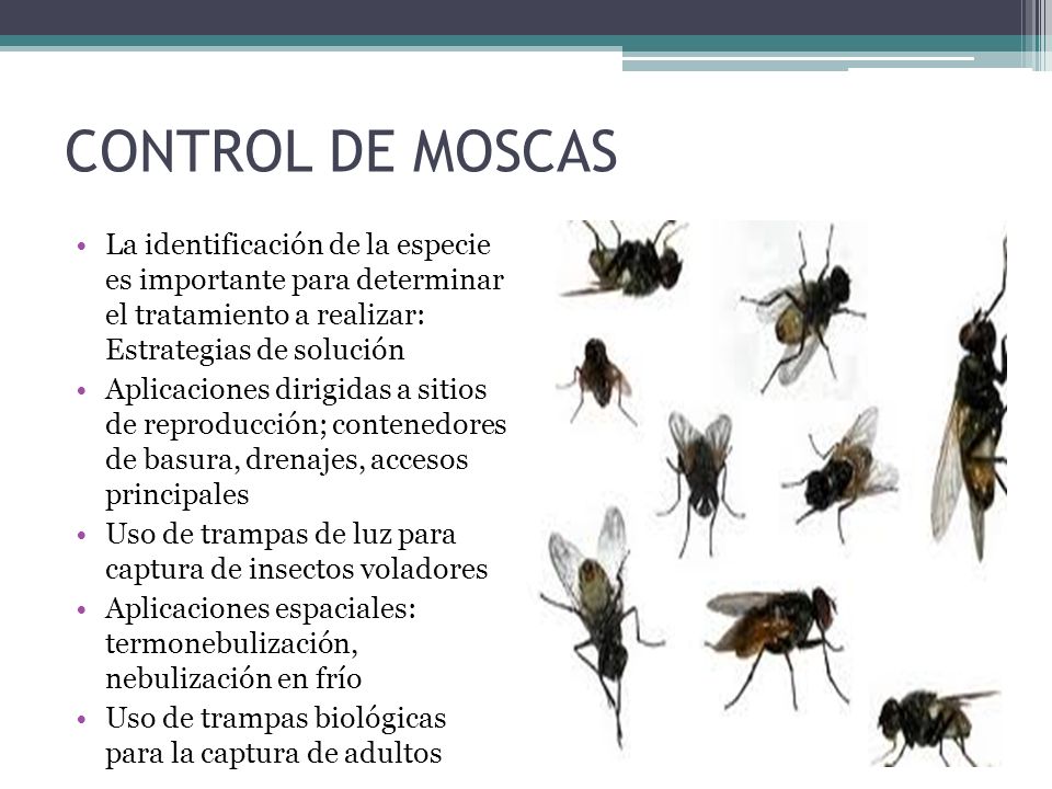 CONTROL DE MOSCAS La identificación de la especie es importante para determinar el tratamiento a realizar: Estrategias de solución.