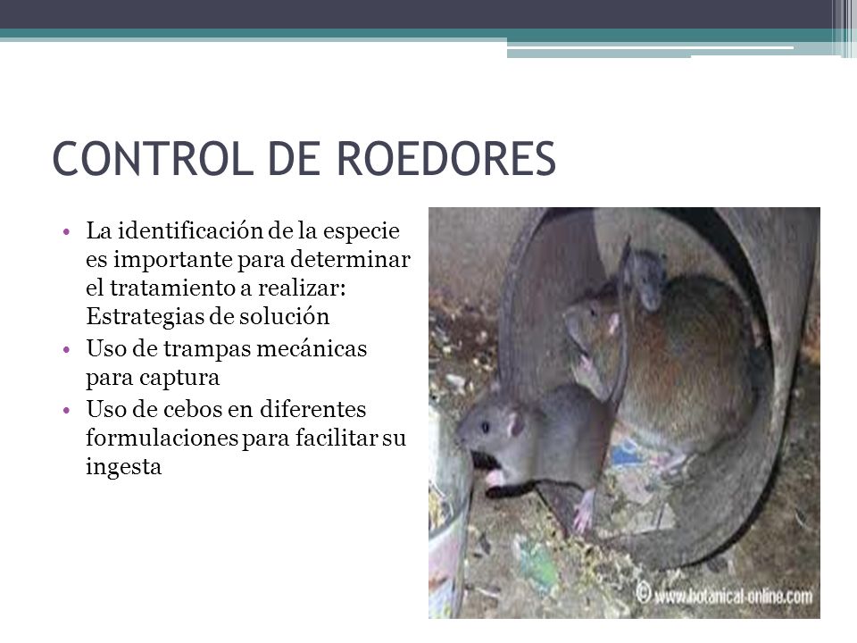 CONTROL DE ROEDORES La identificación de la especie es importante para determinar el tratamiento a realizar: Estrategias de solución.