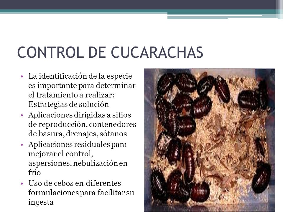 CONTROL DE CUCARACHAS La identificación de la especie es importante para determinar el tratamiento a realizar: Estrategias de solución.