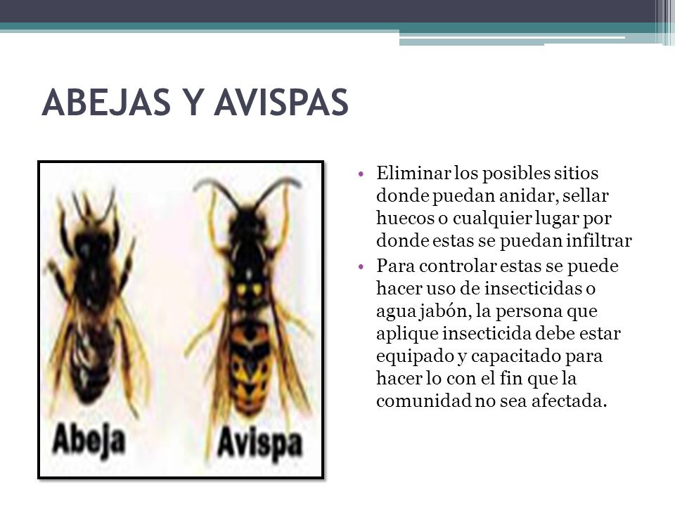 ABEJAS Y AVISPAS Eliminar los posibles sitios donde puedan anidar, sellar huecos o cualquier lugar por donde estas se puedan infiltrar.