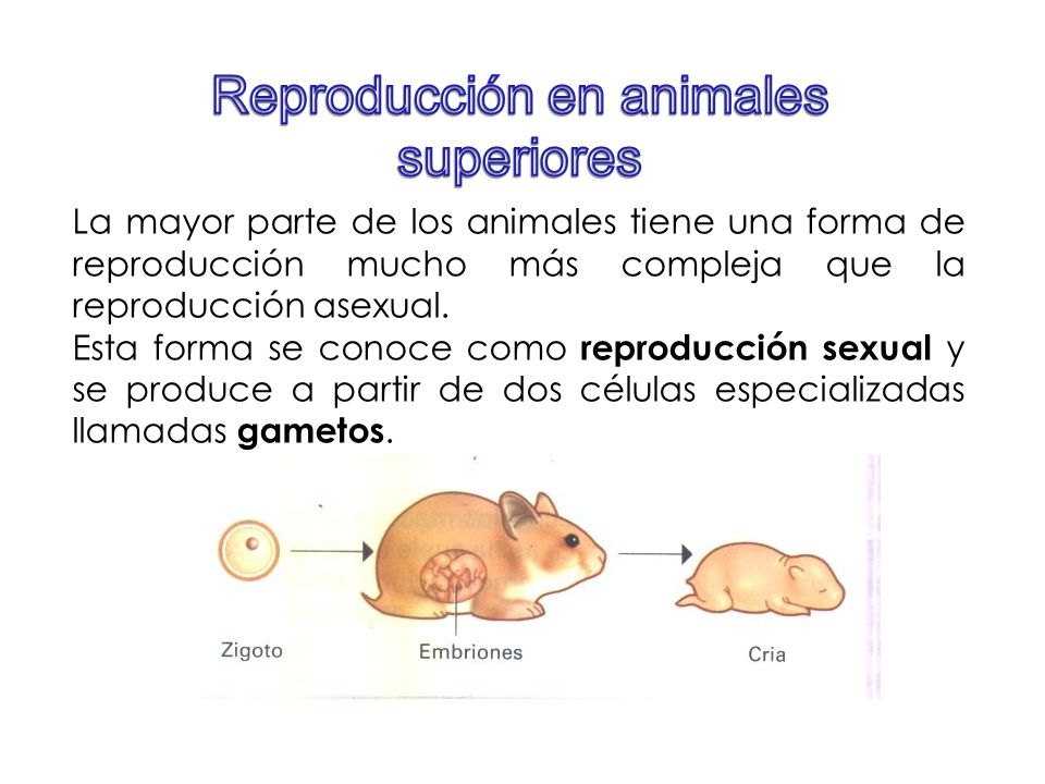 Reproducción en animales superiores